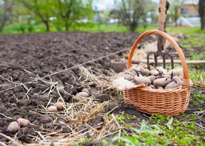 Planting Potatoes on St. Patrick’s Day